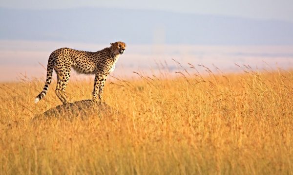 Africa-Kenya-Masai-Mara-Cheetah-on-termite-mound