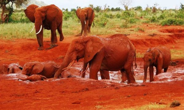 Tsavo-East-National-Park-750x450