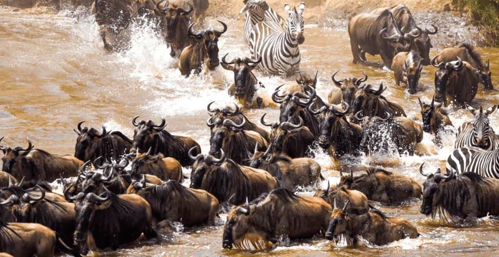 Great Migration Masai Mara